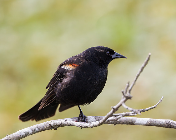 Red-winged Blackbird