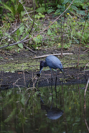 Little Blue Heron_MLL6362_