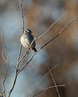 White-crowned Sparrow