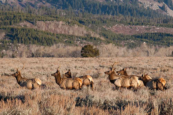 Tetons - Elk_M4L7576