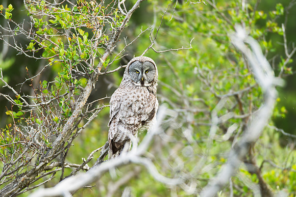 Grand Tetons Great Gray Owl_MLL5160-2