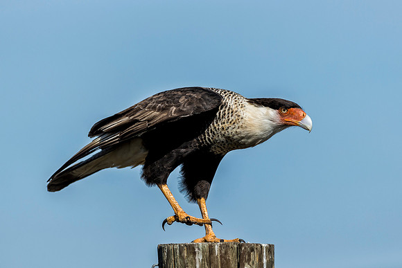 Crested Caracara_MLL1932