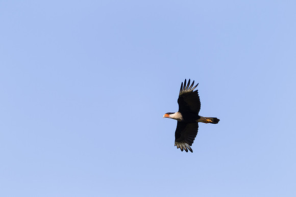 Crested Caracara_MLL0874 May 04, 2014
