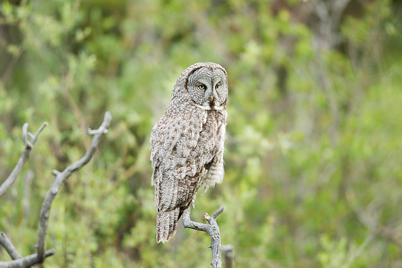 Grand Tetons Great Gray Owl_MLL5154