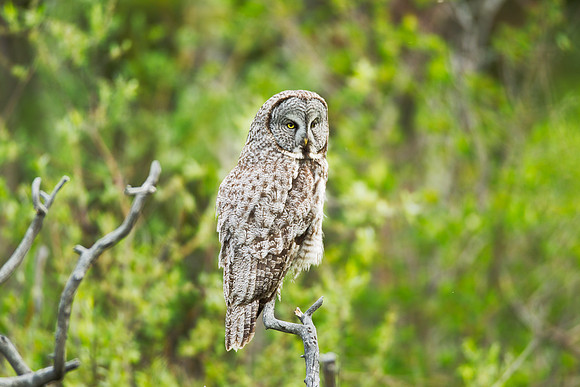 Grand Tetons Great Gray Owl_MLL5154-2