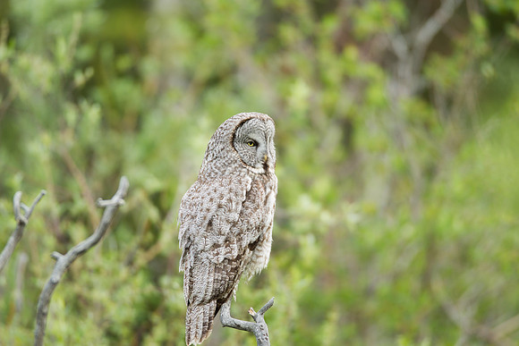 Grand Tetons Great Gray Owl_MLL5143