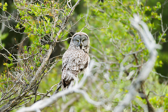 Grand Tetons Great Gray Owl_MLL5160