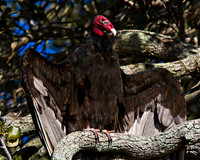 Turkey Vulture