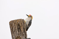 Golden-fronted Woodpecker