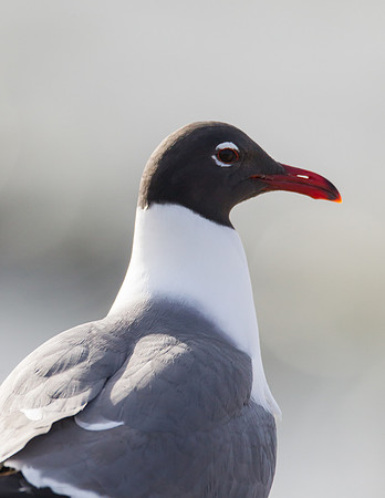 Laughing Gull_MLL8967 April 07, 2013