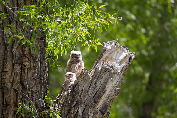 Grand Tetons Great Horned Owl_MLL5237