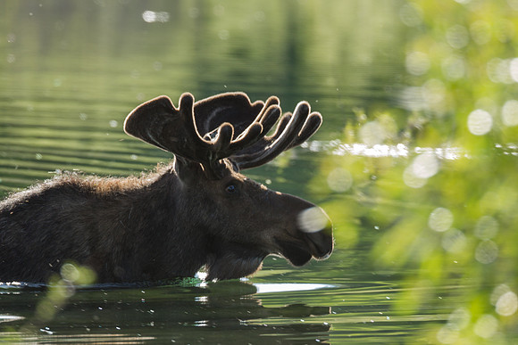 Grand Tetons Moose_MLL5826