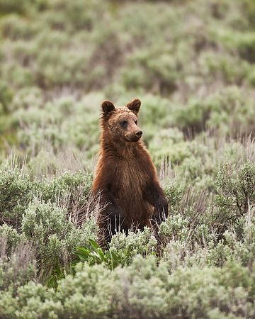 Grizzly Bear_MLL4566