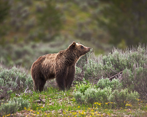 Grizzly Bear_MLL4591