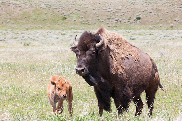 Grand Tetons Bison with Calf_MLL4699