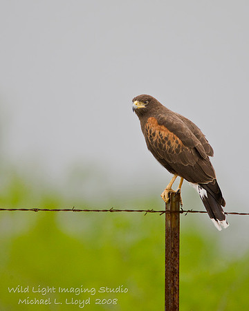 Harris's Hawk