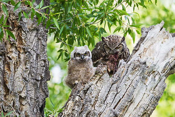 Grand Tetons Great Horned Owl_MLL5610-2