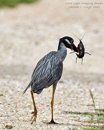 Yellow-crowned Night Heron