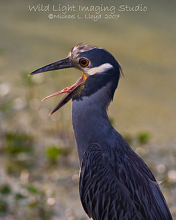 Yellow-crowned Night Heron