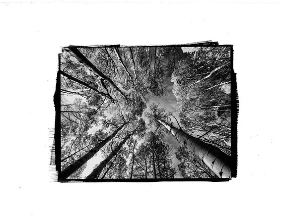 Aspens 8x10 Platinum