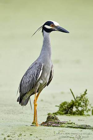 Yellow-crowned Night Heron