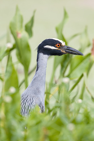 Yellow-crowned Night Heron