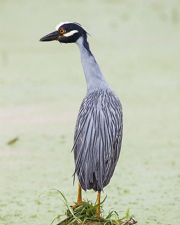 Yellow-crowned Night Heron