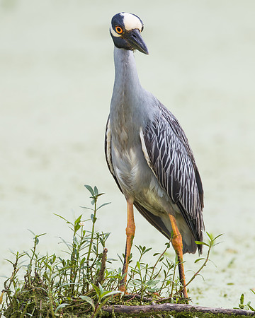 Yellow-crowned Night Heron