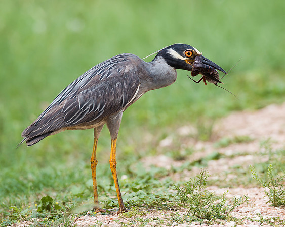 Yellow-crowned Night Heron