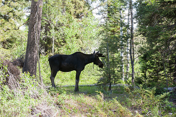 Grand Tetons Moose_MLL4685