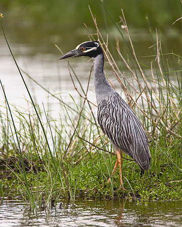 Yellow-crowned Night Heron