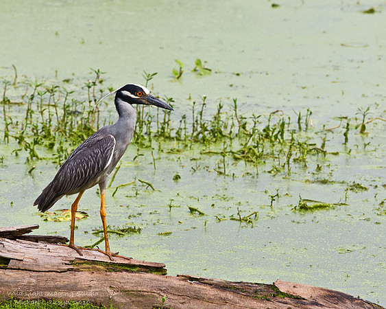 Yellow-crowned Night Heron