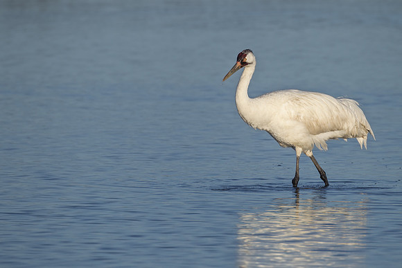 Whooping Crane_MLL4813