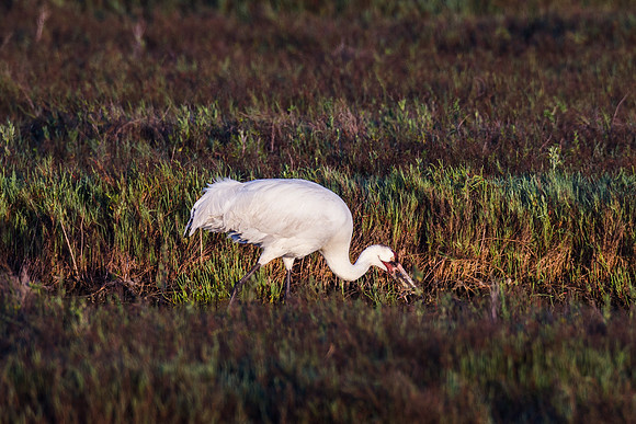 Whooping Crane_MLL4749