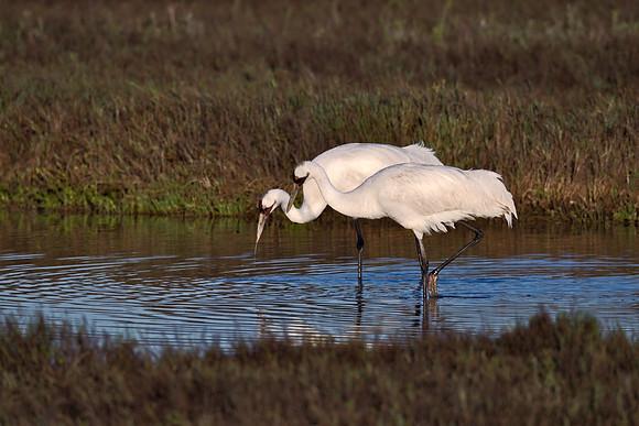 Whooping Crane_MLL4784