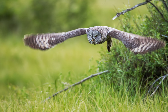 Great Gray Owl_MLL6862