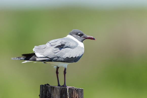 Laughing Gull_MLL9148 April 13, 2013