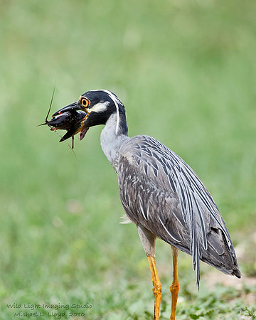 Yellow-crowned Night Heron