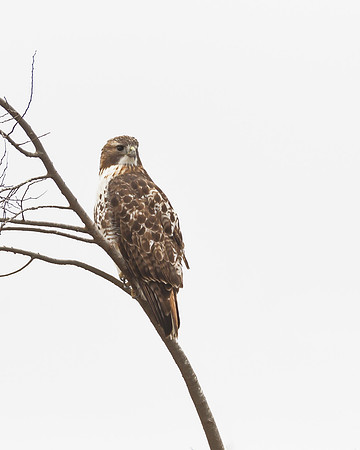 Red-tailed Hawk