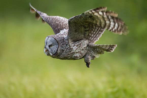 Great Gray Owl_MLL6873