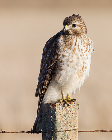 Red-tailed Hawk