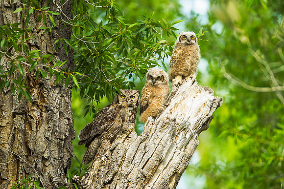 Great Horned Owl Family_MLL6477