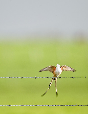 Scissor-tailed Flycatcher