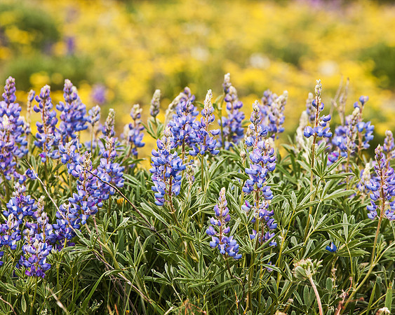 Lupines_MLL4467