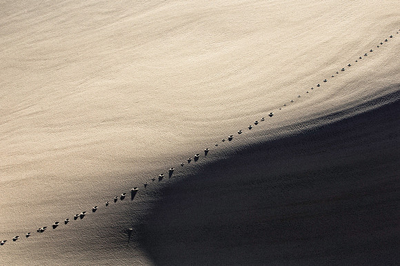 Tracks in the Dunes