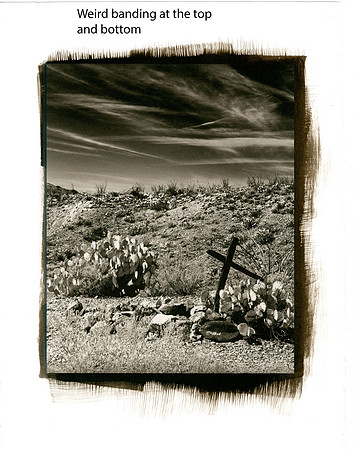 Desert Life