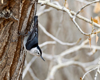 White-breasted Nuthatch