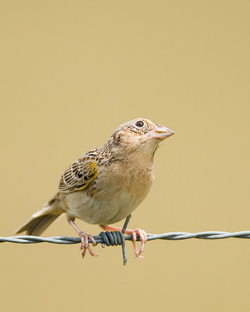 Grasshopper Sparrow