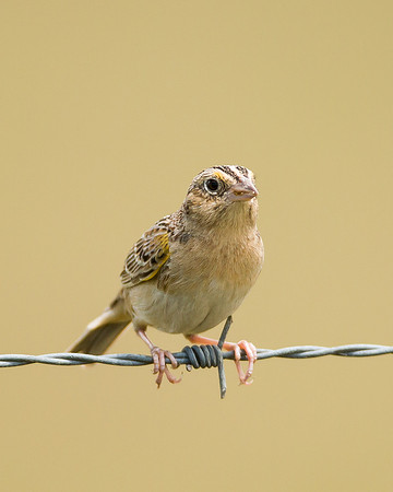 Grasshopper Sparrow