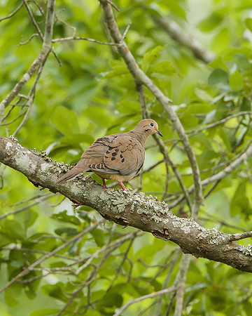 Mourning Dove